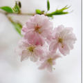 【桜咲く山道をハイキング！】