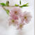 【桜咲く山道をハイキング！】