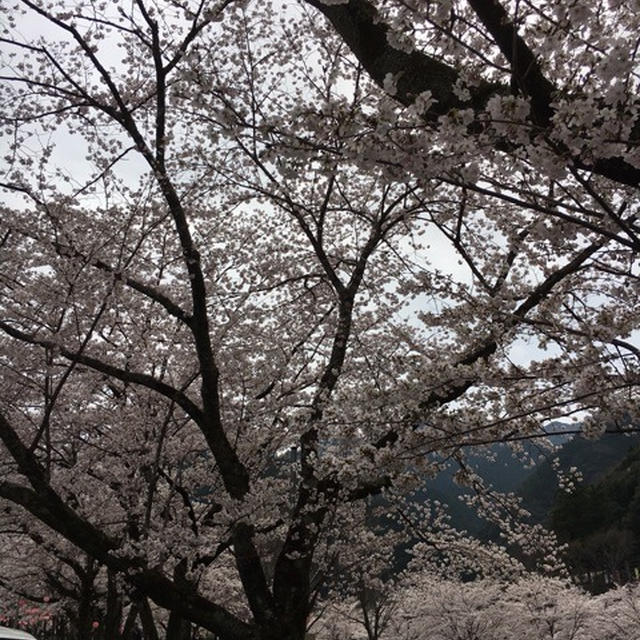 奈良下北山村