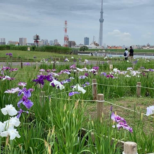 スカイツリーを借景に花菖蒲を愛でる