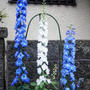 ◆園芸・プランター栽培の花達【玄関先の鉢植えの綺麗処色々です♪】