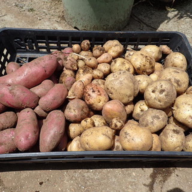 秋ジャガイモ育て方☆ 植え方コツとポイント