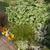 庭の植え替え、カラミンサ・バリエガータとマリーゴールド