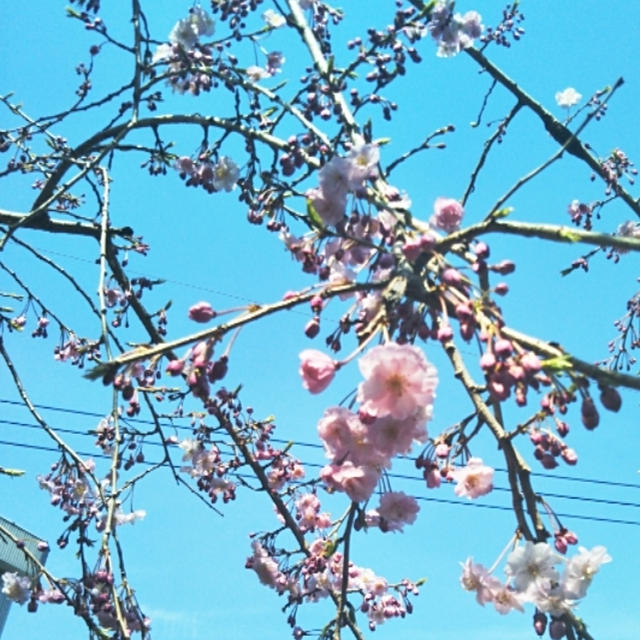 春休み終わりましたが
