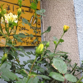ソーシャルメディアでつながってなくても