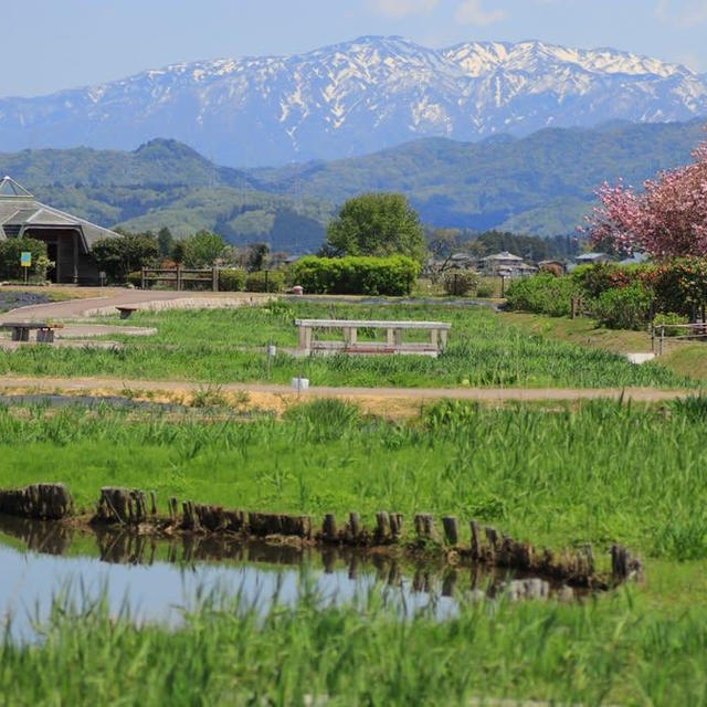 阿賀野市瓢湖の美しい景色と白鳥さん鴨さん