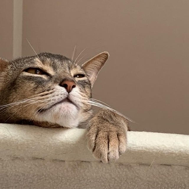 眠い眠いマンの隙に爪切りできた♪