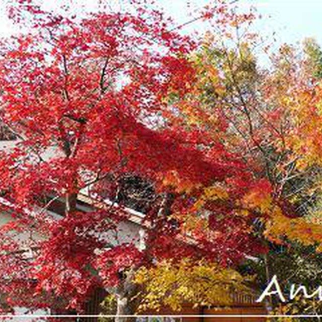 ☆2010 晩秋の京都②：落柿舎～祇王寺☆