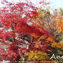 ☆2010 晩秋の京都②：落柿舎～祇王寺☆