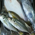 相模湾の魚と魚料理
