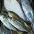 相模湾の魚と魚料理