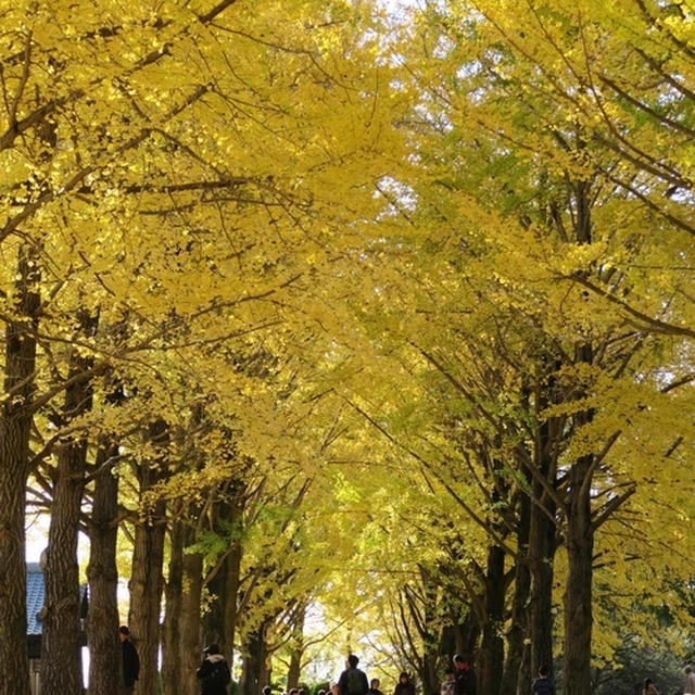 茨城県立歴史館の銀杏並木