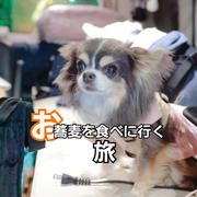 【東京→上越】Snow Manの余韻を連れて、犬たちとムーディ旅！車中泊でごはんを食べに行く