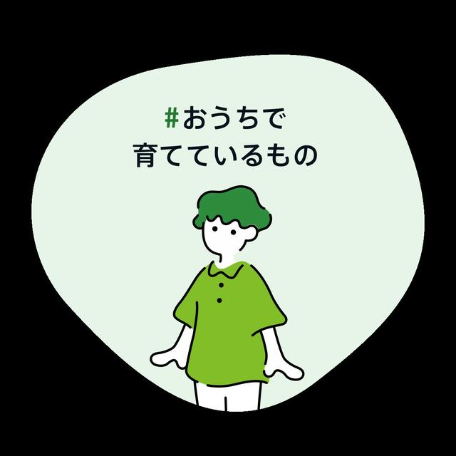 #おうちで育てているもの   アメリカテキサス州