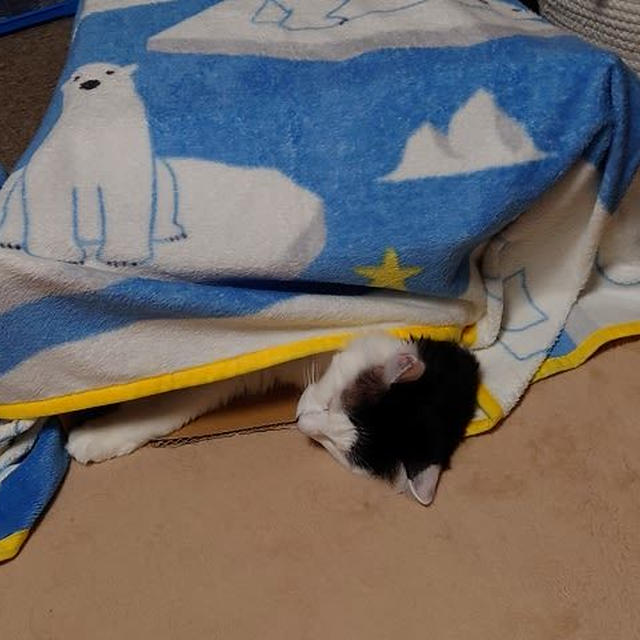 よく眠っています