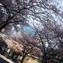 桜通りの桜