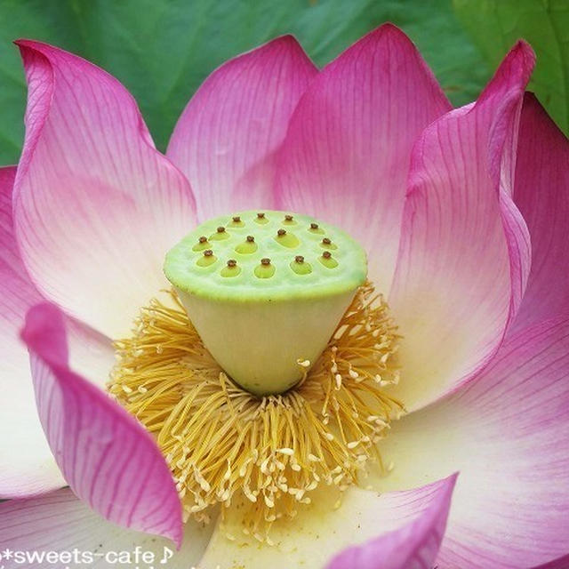 蓮の花・満開～