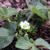 【菜園】 じゃがいも植え付け / 今週の様子