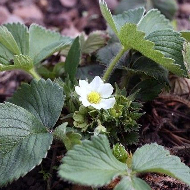 【菜園】 じゃがいも植え付け / 今週の様子