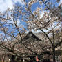 紀三井寺の桜と・・・