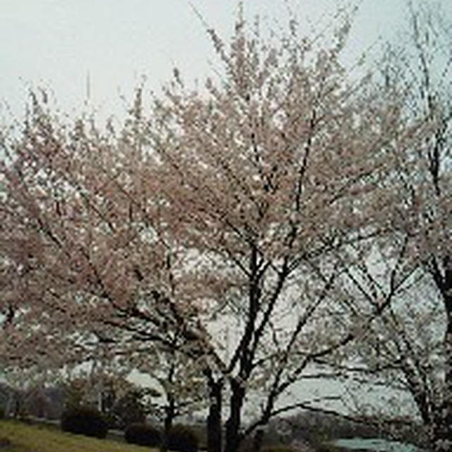 曇り空の下、ちょっとお花見へ