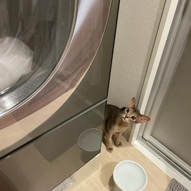 お布団洗ってる…( ꒪⌓꒪)