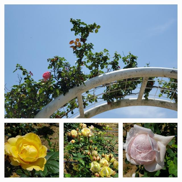 バラ園へお散歩＆”淡竹の木の芽和え”や”肉じゃが”などの晩ごはん‥