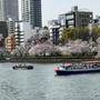 2年前の東京の桜　今年の大阪の桜