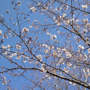 もうすぐ、桜☆