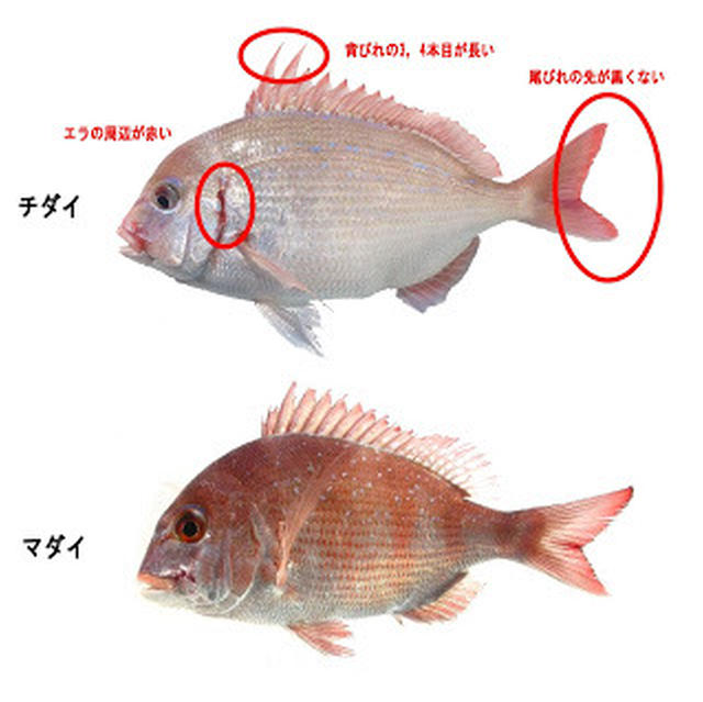 蒜燒赤鯮｜チダイのニンニク焼き