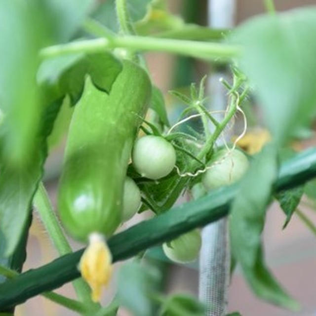 ベランダ菜園～2022.7～