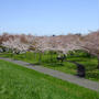 豊平川 桜の杜は満開でした