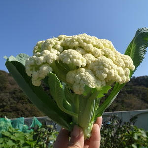 カリフローレ スティックカリフラワー 茎カリフラワー 栽培 収穫時期のタイミング By 根岸農園さん レシピブログ 料理ブログのレシピ満載