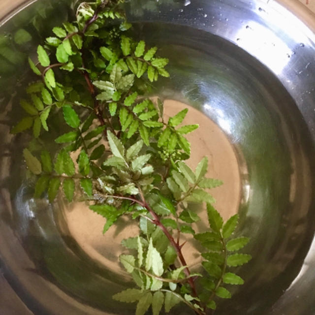 もう木の芽の季節なんだ、夏は来るよ。