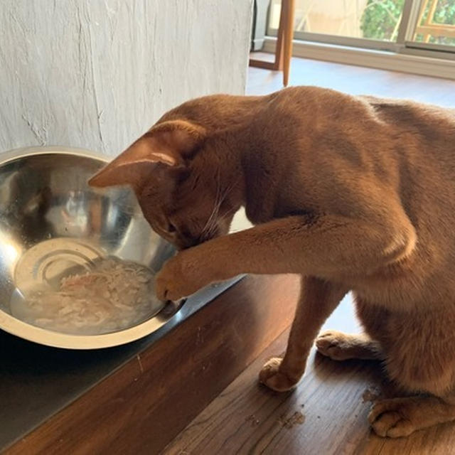 ひめちゃん、お水にお手手入れがち