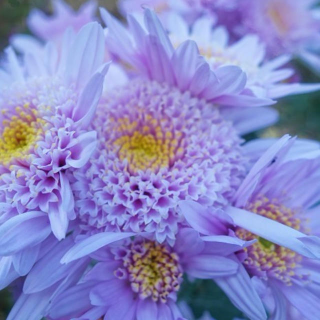 ■Myファーム便り【今菊祭り状態になり　花束にして皆さんにお届けしています♪】
