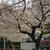 上前津の桜、満開