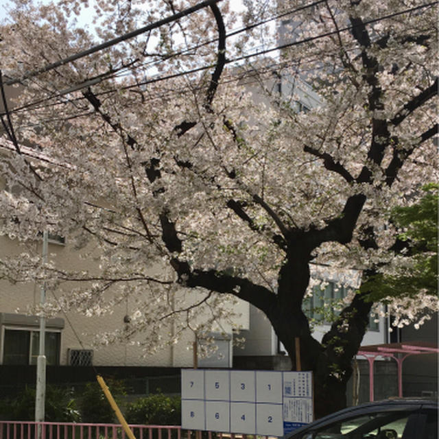 上前津の桜、満開