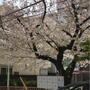 上前津の桜、満開
