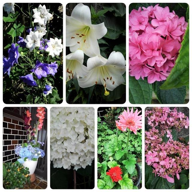 ■園芸【我が家のプランター栽培の花達色々です♪】畑もお花だらけですが＾＾