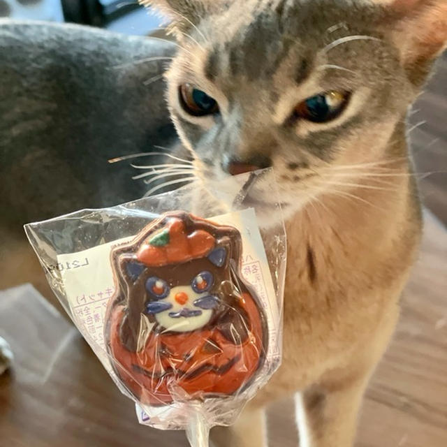 KALDIのハロウィンロリポップチョコレートの中にわか坊がいた