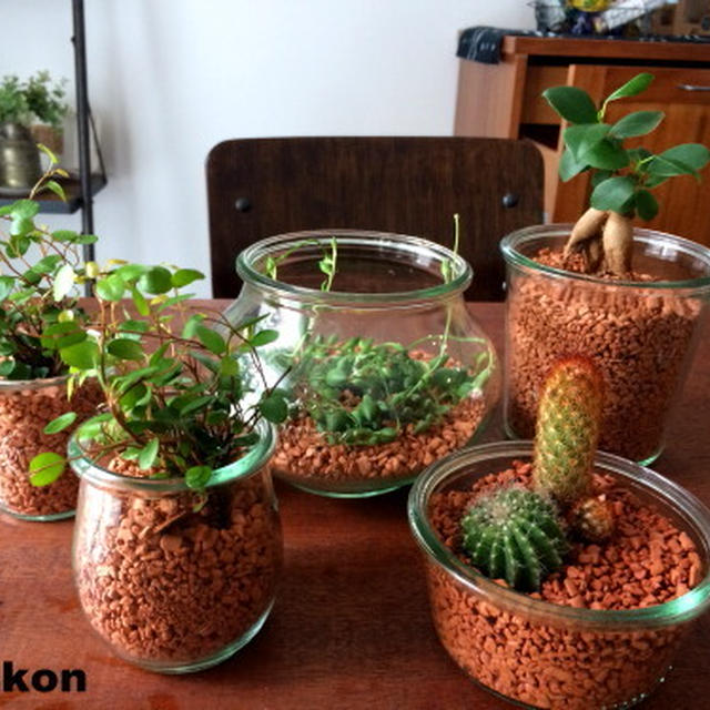 ちょっとＷＥＣＫで観葉植物を育ててみました