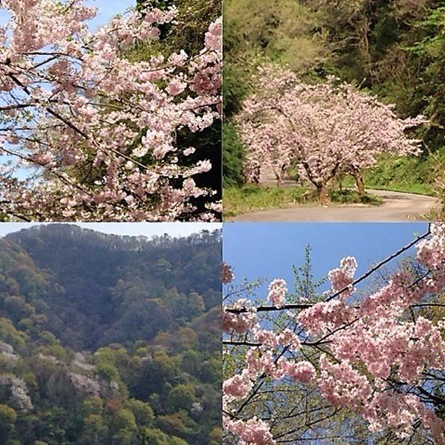 大峰山の桜　2018