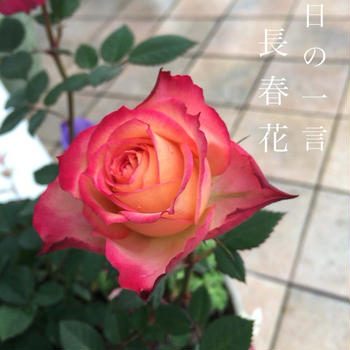 長春花　5月の薔薇
