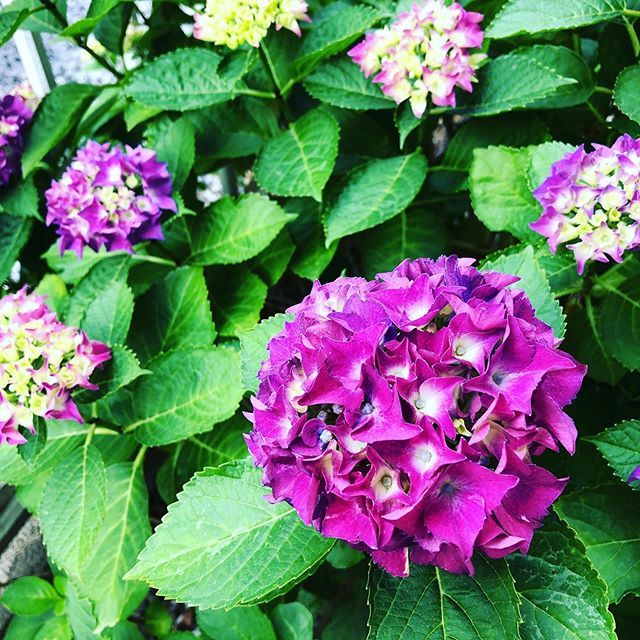 【Instagram】6月。庭の紫陽花。#あじさい #アジサイ #紫陽花
