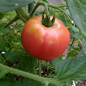 家庭菜園　トマトが赤くなった！