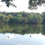 石神井公園へ。。