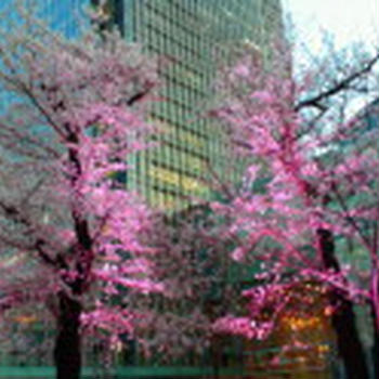 東京ミッドタウンの桜