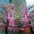 東京ミッドタウンの桜