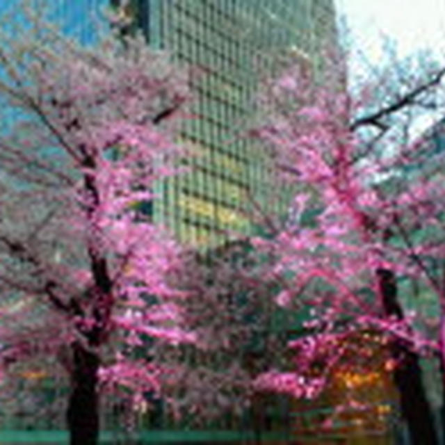 東京ミッドタウンの桜